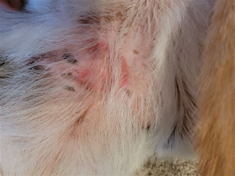 Ringworm? | Dog Forum