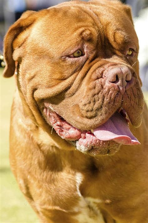 226 French Mastiff Photos, Pictures And Background Images For Free Download - Pngtree