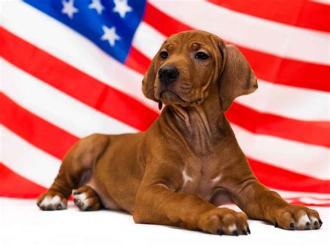 CELEBRATING NATIONAL DOG DAY: 10 Ways to Make Your Pup Feel Extra Special – Michigan Dog Training