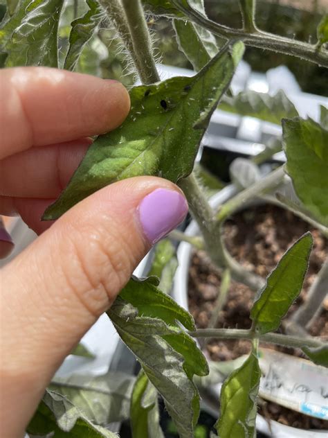 Tiny black bugs on my tomato plant : r/whatsthisbug