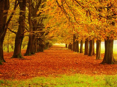 herfst in het bos - Roots Magazine