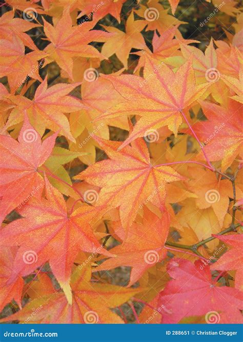 Japanese Maple Tree Sapling Stock Photos - Free & Royalty-Free Stock