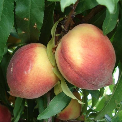 Персик колоновидный Золотой Триумф