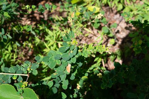 Lespedeza hirta (Hairy bush-clover)