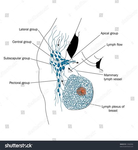 Axillary Lymph Node Diagram