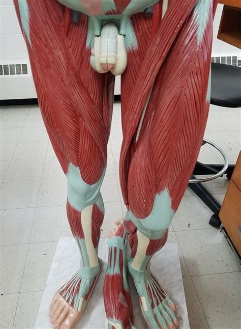 muscle practical front  leg diagram quizlet