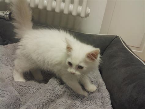 It's getting to Kitten season and I am already dying from cuteness