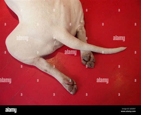 rear  dog stock photo alamy