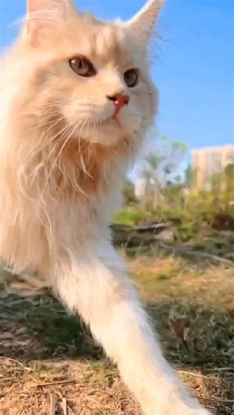 kind  cat  artofit