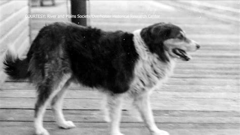 Remembering Shep, Montana's Faithful Dog
