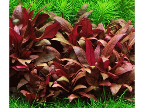 Альтернантера рейнека (Alternanthera reineckii) | Растения