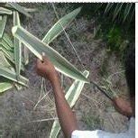 collection  leaves   aam plant  aam plants  flower