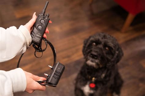 Kennel Club welcomes Norfolk MP's support on electric shock collar ban