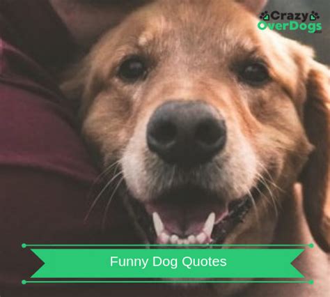 23 Funny Dog Quotes | (Bring A Smile To Your Face)