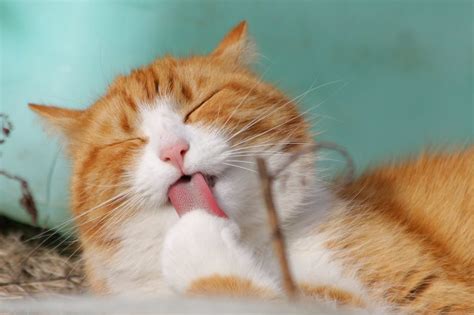 Camperdown Veterinary Centre | Ultrasonography