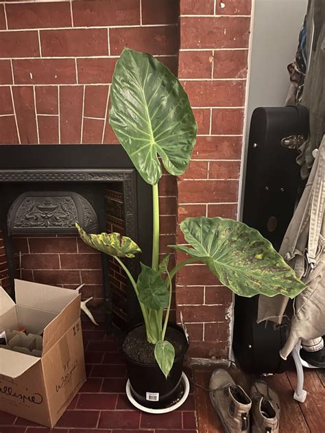 Elephant ear help?! : r/plantclinic