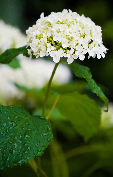 Annabelle hydrangea 🤍 🍃 Discover how to nurture this stunning
