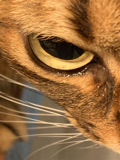 Is this eye discharge? Does my cat have an eye infection?? : r/cats