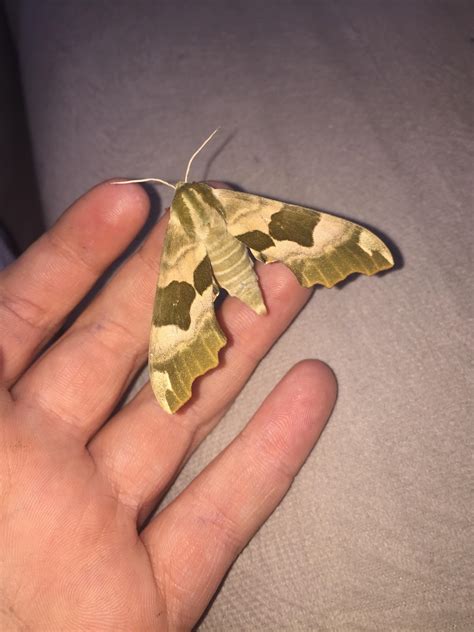 Camouflage moth i found. : aww
