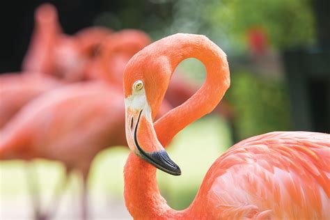 Inagua - The Birdwatching Capital of The Bahamas Islands