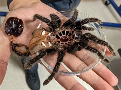 Most spiders breathe through 'book lungs', so named for their many