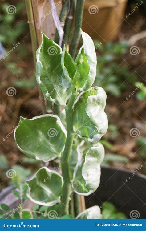 fresh green alocasia cucullata plant  nature garden stock photo