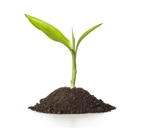 Sprout definition and meaning | Collins English Dictionary