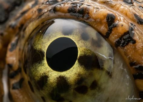 Snapping Turtle – ALEPHROCCO