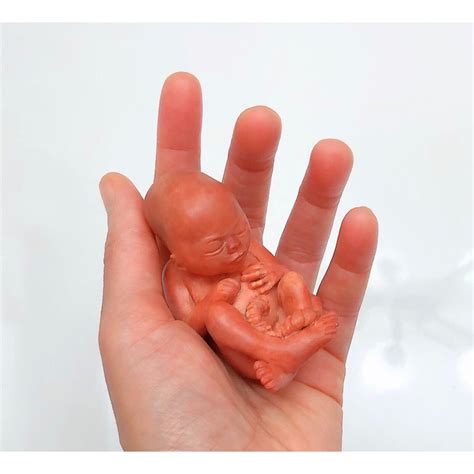 14 Weeks Baby Fetus, Stage of Fetal Development (Memorial/Miscarriage