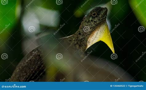 Draco Volans, the Common Flying Lizard, is a Species of Lizard Endemic ...