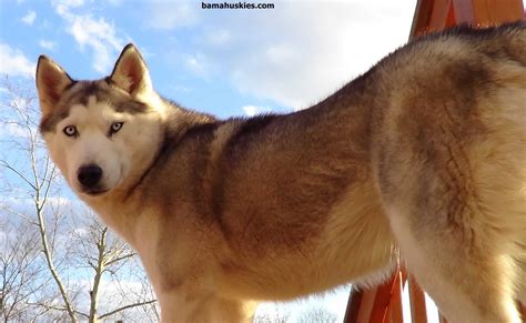 Best Dog Food For Siberian Husky at Alison Mclemore blog