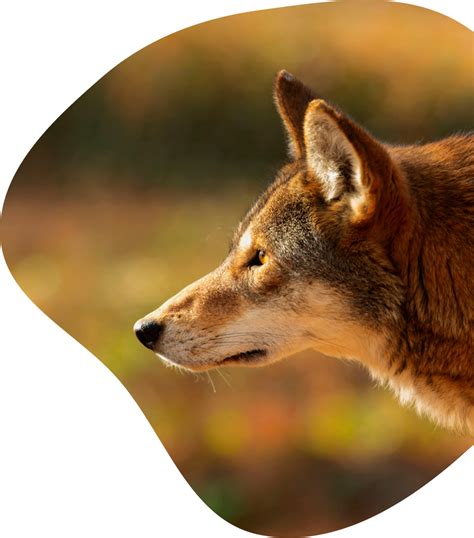 Wolf Tracking Bracelet | The Scout Bracelet | Fahlo