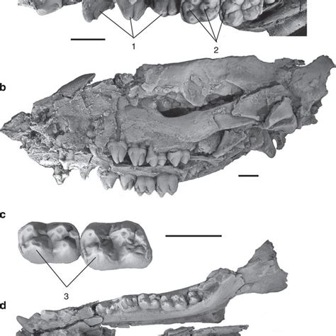 (PDF) Early Eocene fossils suggest that the mammalian order ...