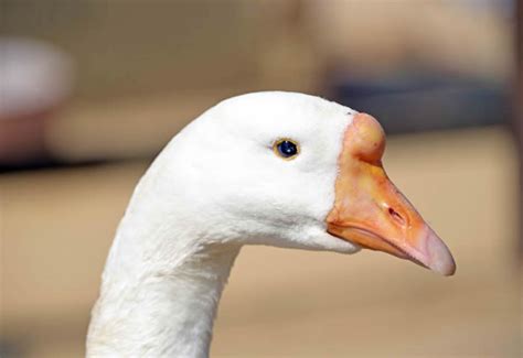ガチョウ｜動物図鑑｜神戸市立王子動物園