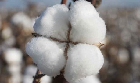 Turkey cottoning on high price, Brazil may be tempted