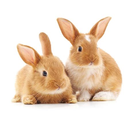 Advice from the expert: Rabbit behaviour - Companion Life