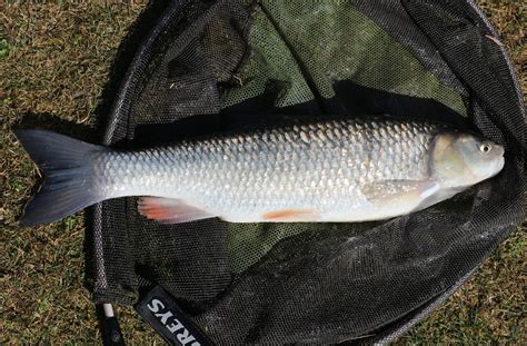 Stillwater Chub | FishingMagic
