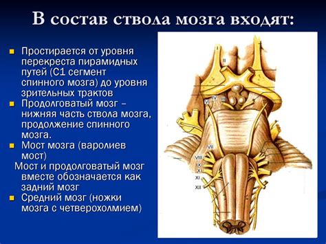 Ствол головного мозга. Черепные нервы V, VII, IX, X, XII пары ...