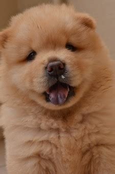 無料画像 : 子犬, 可愛い, イヌ, ペット, 毛皮, 家畜, 鼻, 脊椎動物, 愛らしい, 犬種, 柴犬, 四国, 哺乳類のような犬, 犬 ...