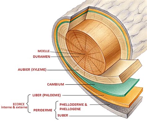 Physiologie de l'arbre 1