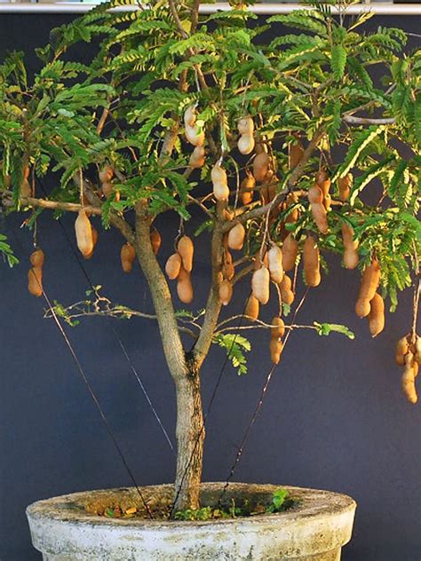 Тамаринд индийский (Tamarindus Indica)