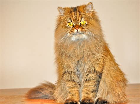 How To Care Of Persian Cat at Lester Mitchell blog