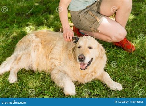 Happy dog and its owner stock image. Image of mature - 133598541