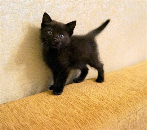 Черный котенок , просто Няшечка :)) - Форум неравнодушных людей