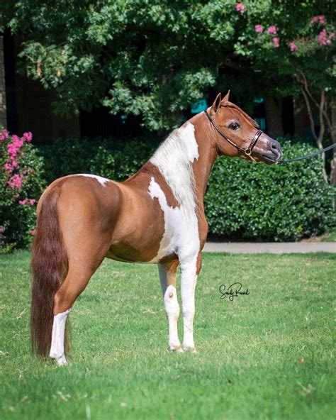 Reserve National Stallion