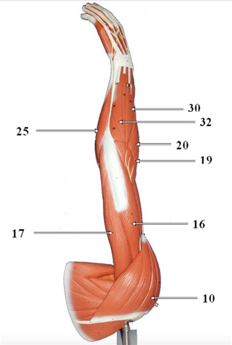 arm diagram quizlet