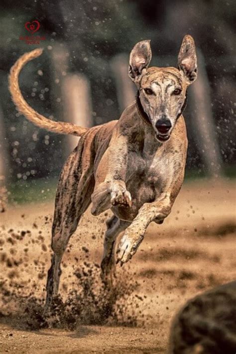 8 Fun Facts About the Fastest Dog - Greyhound | Dog breeds, Greyhound ...