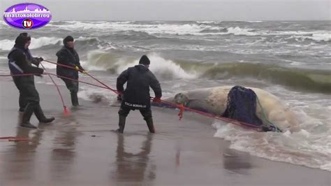 Wieloryb na plaży nad Bałtykiem - YouTube