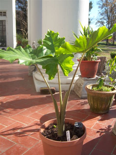 Alocasia ‘Portora’ « The Belmont Rooster