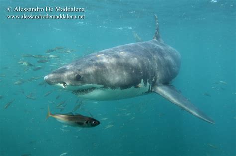 Program of the Great White Shark Expedition in South Africa